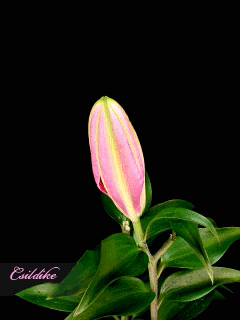 flowers 39.gif
